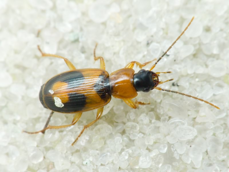 Badister (Badister) lacertosus Sturm, 1815